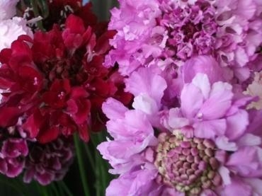 春の花｜「花辰」　（東京都北区の花キューピット加盟店 花屋）のブログ