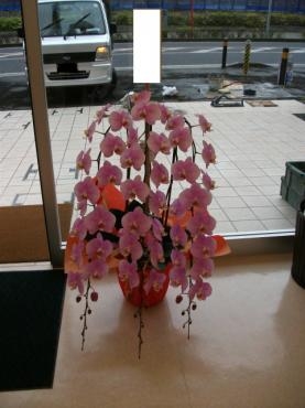 開業祝い　胡蝶蘭｜「花辰」　（東京都北区の花キューピット加盟店 花屋）のブログ