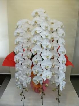 事務所移転のお祝い 花屋ブログ 東京都北区の花屋 花辰にフラワーギフトはお任せください 当店は 安心と信頼の花キューピット加盟店です 花キューピットタウン