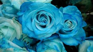 青いバラ｜「花辰」　（東京都北区の花キューピット加盟店 花屋）のブログ