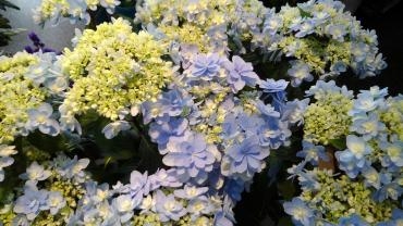 紫陽花｜「花辰」　（東京都北区の花キューピット加盟店 花屋）のブログ
