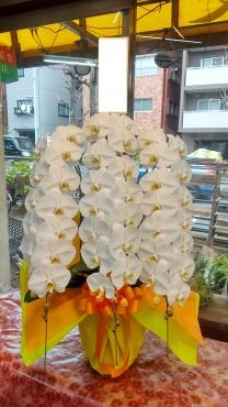 胡蝶蘭|「花辰」　（東京都北区の花屋）のブログ