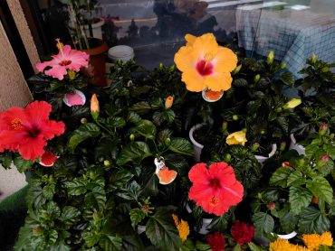 ハイビスカス|「花辰」　（東京都北区の花屋）のブログ